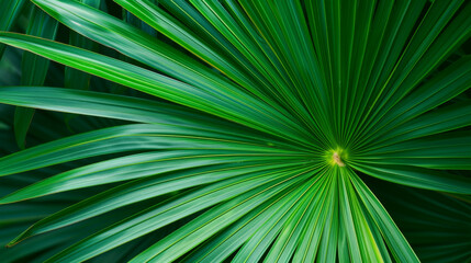 Obraz premium Striped of palm leaf, Abstract green texture background