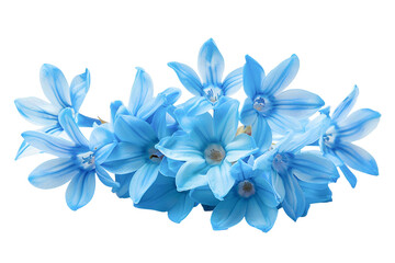 Blue flowers isolated on white