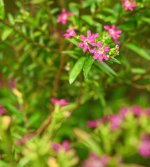 Beautiful close-up of cuphea hyssopifolia
