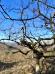 tree branches against the sky