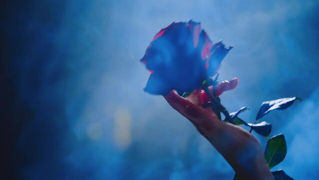 Mystery dark silhouette fantasy vampire woman holding dark red rose flower stroking petals drops blood on fingers hand. sexy bloody girl Gothic lady vamp in night moon light. art halloween holiday 4k