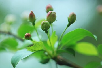 buds of a tree