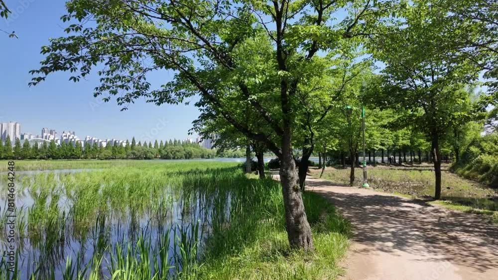 Wall mural lakeside forest trail road, irwol reservoir park in suwon, korea