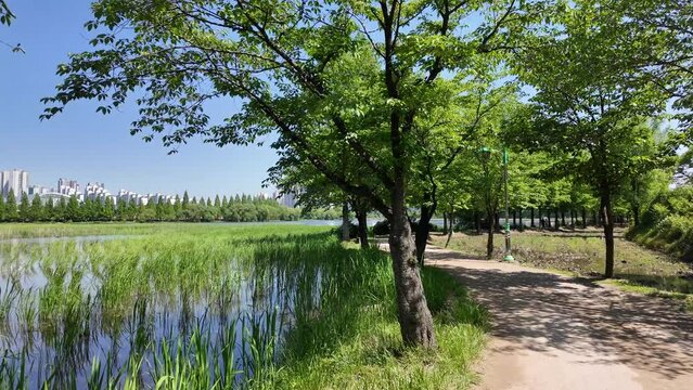 Lakeside forest trail road, Irwol Reservoir park in Suwon, Korea