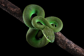 baby green viper snake isolated on black background, trimeresurus albolabris