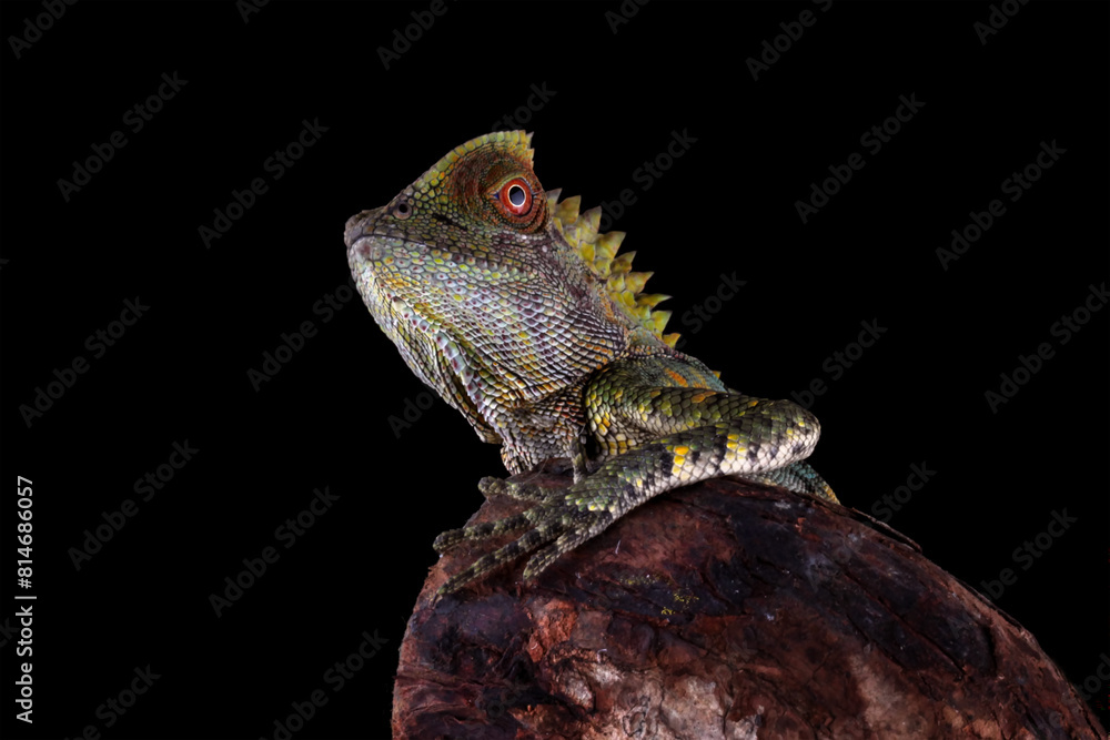 Sticker Forest dragon lizard on branch, beautiful spike and skin lizard