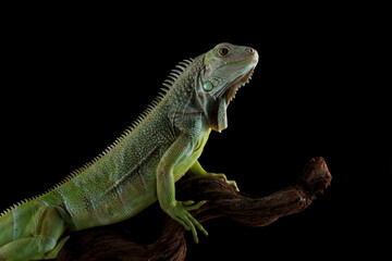 Colombian green iguana isolated on black background