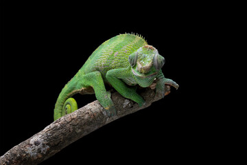 chameleon on a branch with black background