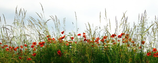 grass with red flowers,gräser und blumen