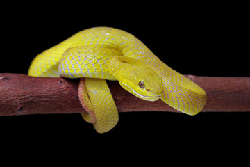 Yellow White-lipped Pit Viper (Trimeresurus insularis)	