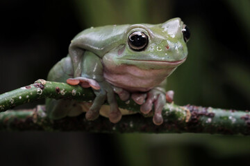 Green tree frogs on a branch, dumpy frog