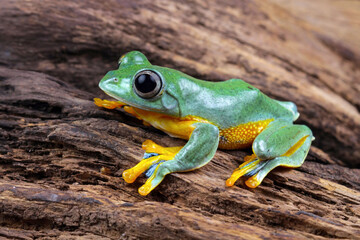 Javan tree frog, tree frog on branch, Gliding frog (Rhacophorus reinwardtii)	