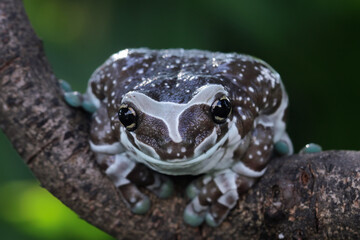 The Amazon milk frog on a branch, blue milk frog isolated on black, (Trachycephalus resinifictrix)