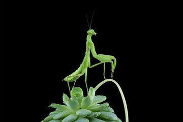 The praying mantis on leaves, praying mantis on branch with black background, Green Praying Mantis	