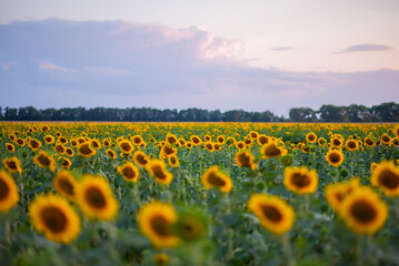 Naklejka premium Sunflower field at sunset in summer. Sunflower natural background.
