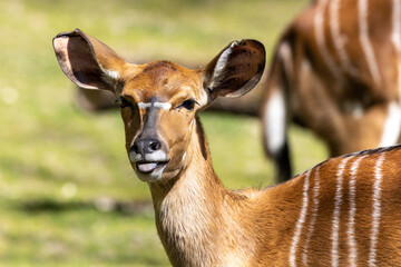 Nyala Antelope - Tragelaphus angasii. Wild life animal.
