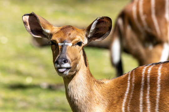 Nyala Antelope - Tragelaphus angasii. Wild life animal.