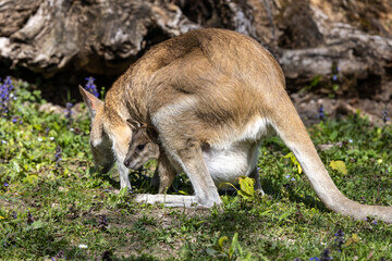 The agile wallaby mother with a little baby, Macropus agilis also known as the sandy wallaby