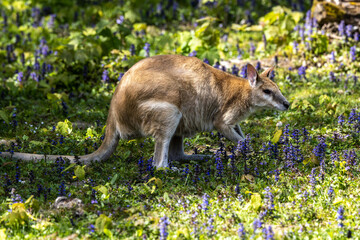 The agile wallaby, Macropus agilis also known as the sandy wallaby