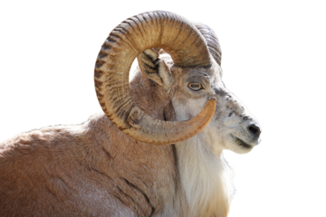 Portrait d'un urial de profil, avec fond transparent