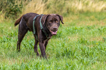 Labrador retriever, Canis lupus familiaris on a grass field. Healthy chocolate brown labrador retriever