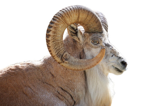 Portrait d'un urial de profil, avec fond transparent