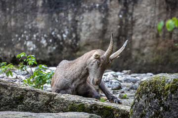 Obraz premium Male mountain ibex or capra ibex on a rock living in the European alps