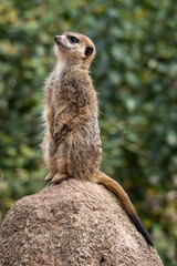Meerkat, Suricata suricatta sitting on a stone and looking into the distance