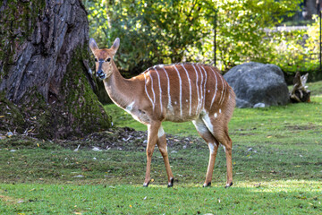 Nyala Antelope - Tragelaphus angasii. Wild life animal.
