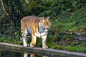 The Siberian tiger,Panthera tigris altaica in a park