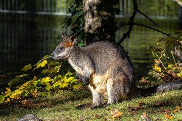 Swamp Wallaby, Wallabia bicolor, is one of the smaller kangaroos