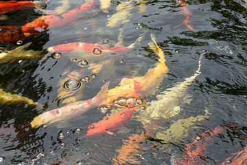 Koi fish or Fancy carp fish Swimming in a pond with beautiful surface waves used for designing or decorating Japanese-style gardens. Colorful fish are swimming in the water.