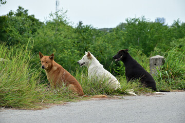 Back view of a group of dogs sitting on the side of the road in an outdoor park with brown and white and black dogs.