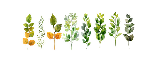 set watercolor arrangements with garden herbs collection leaves branches botanic illustration isolated on white background