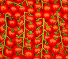 Gouldian Finch on the grass