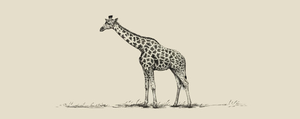 Fototapeta na wymiar Giraffe standing hand drawn sketch engraving style. vector simple illustration