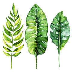 three green leaves on a white background