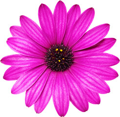 아프리카 금잔화 꽃