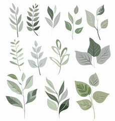 a bunch of different leaves on a white background