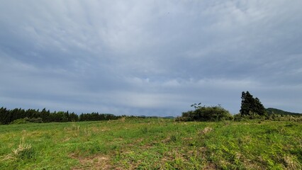 Obraz premium meadow, nature, outdoors, pasture, trees