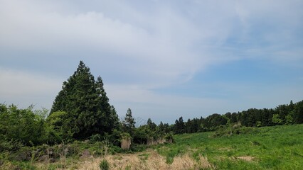 meadow, nature, outdoors, pasture, trees