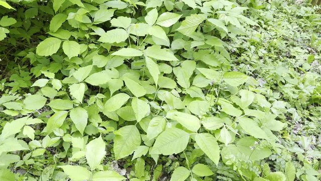 Poison sumac, Rhus radicans