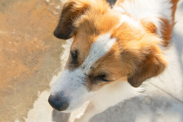 Close-up portrait of sad brown and white dog lying on the street.