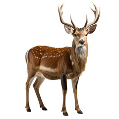 A majestic deer stands transparent background	