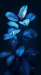 A dark blue background with a single stem of blue leaves. The leaves are lit from below, giving them a glowing appearance.