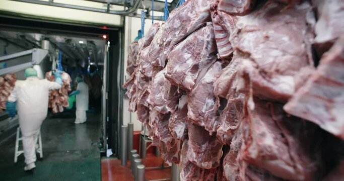 Two workers remove pieces of lamb meat from a refrigerated truck and introduce them into a processing plant for treatment and packaging