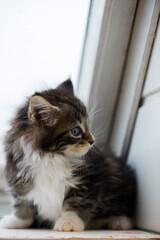 Maine Coon Kätzchen sitzt am Dachfenster