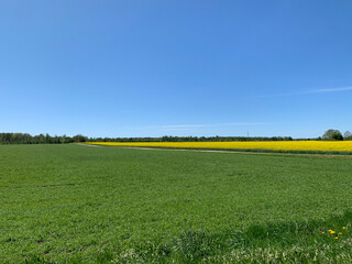 rapeseed field in spring