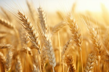Naklejka premium Close-up of ripe wheat ears basking in the warm golden light of sunset