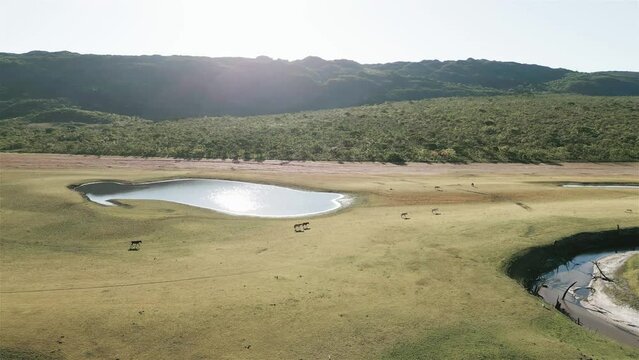 Cavalos andando com lago de fundo